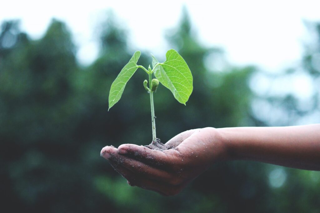 A successful growth strategy: holding a small plant.